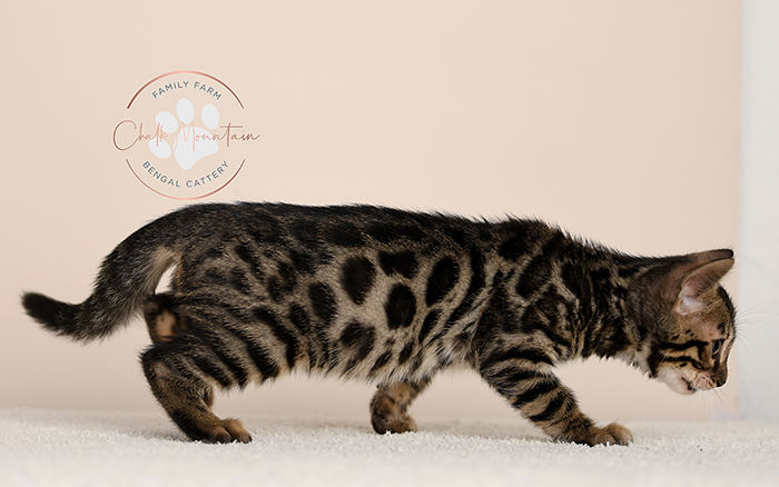 Bengal kitten for sale